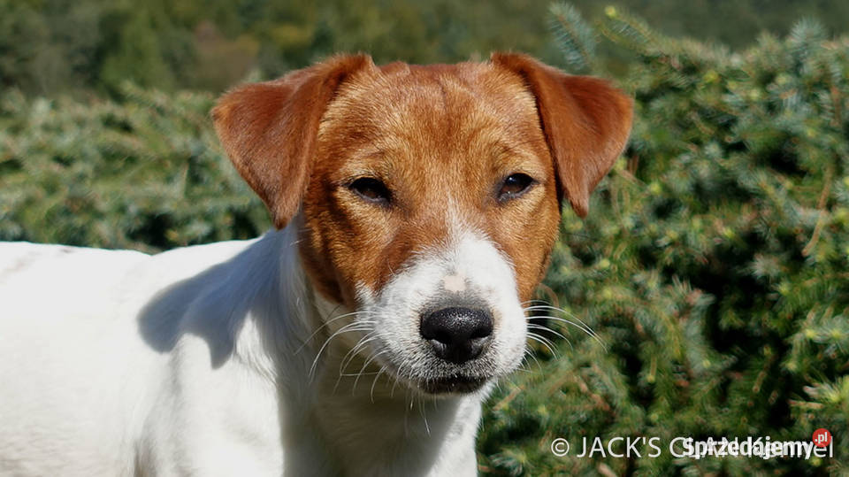 Jack Russell Terrier gładkowłosy ZKwP FCI Andrychów