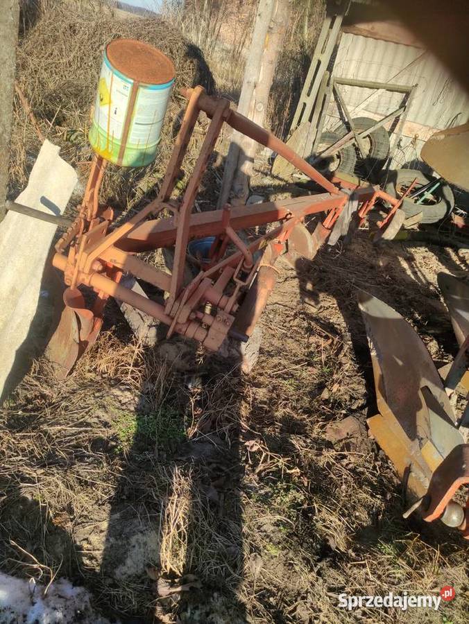 Sprzedam Krone wielkopolskie Mieleszówka