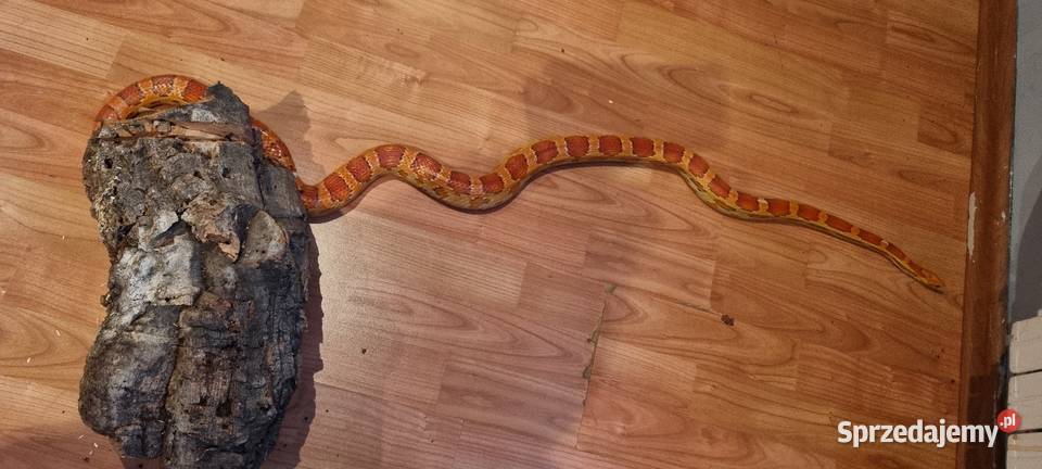 Wąż zbożowy z terrarium Bobrek sprzedam
