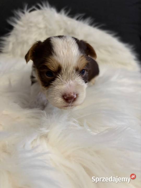 Do Rezerwacji Majlo Yorkshire Terier Brio Konin