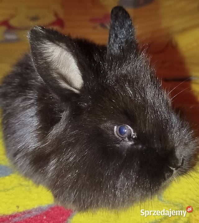 Miniaturki domowe Mierzowice