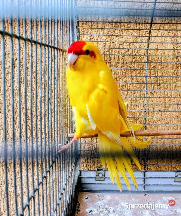 Papuga kozia samiec Ptaki sprzedam