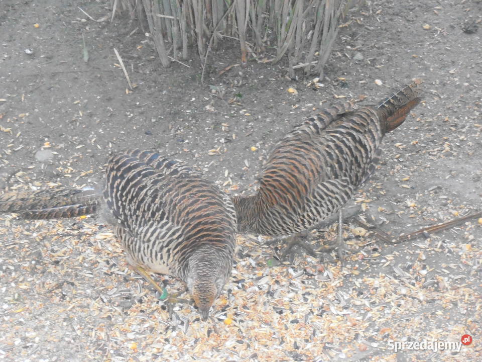 sprzedam bażanty ozdobne Ochaby Wielkie