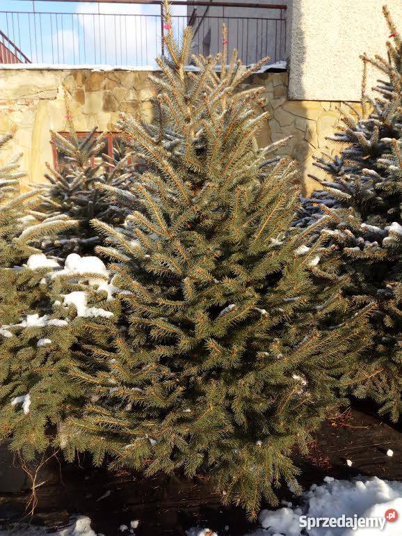Żywa CHOINKA Jodła Kaukaska Świerk Srebrny Rośliny Rośliny Przemyśl