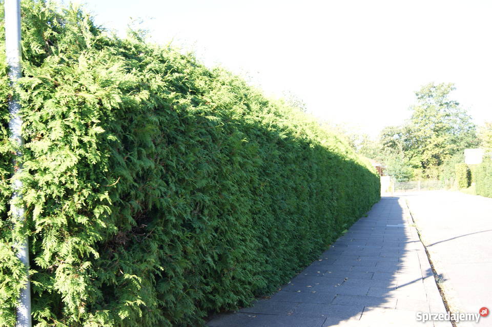 Thuja tuja brabant smaragd świerk srebrny jodła Rośliny Ogród Kraków sprzedam