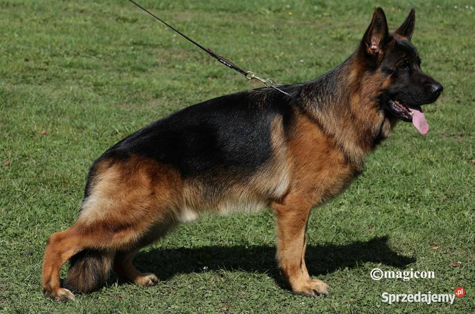 Owczarek niemiecki szczenieta FCI Wsola sprzedam