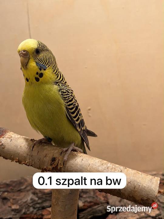 Faliste Blackface Blackwings Wąsosz sprzedam