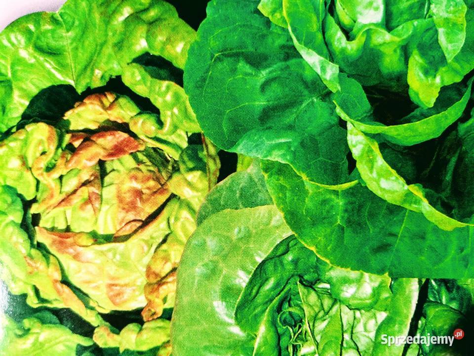 Rosja Dynia bezłupinowa nasiona kolekcjonerskie Kraków