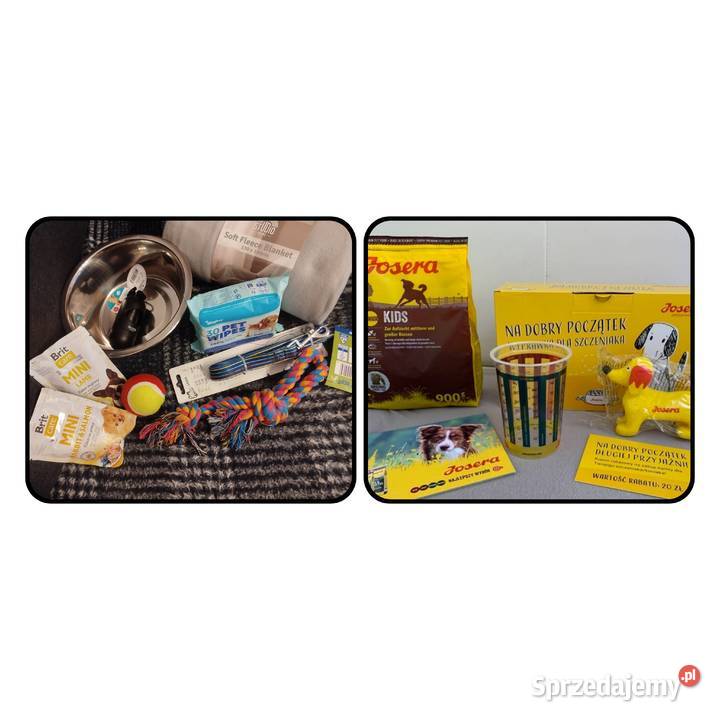 Buldog francuski sunia lilac Buldog małopolskie Targanice