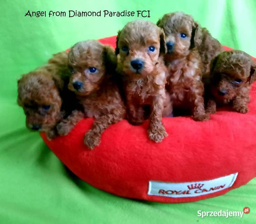 PUDEL TOY RED płowy samiec do odbiorurodowófd pomorskie