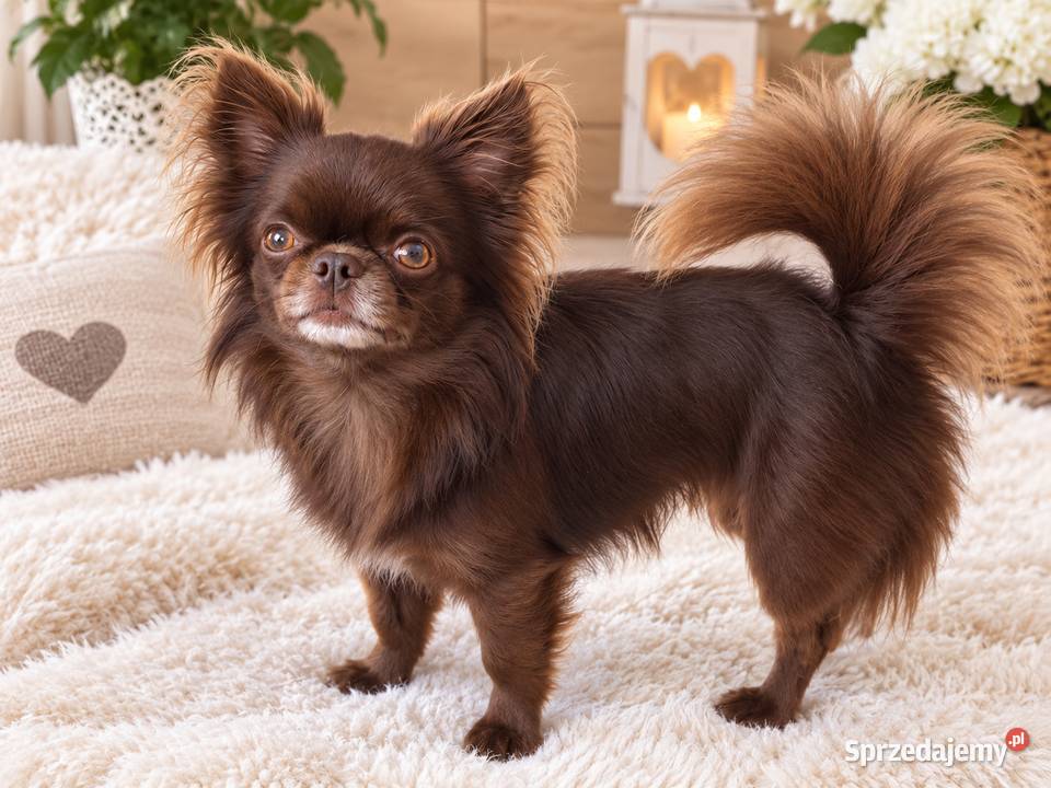 Długowłosy czekoladowy reproduktor chihuahua Świnoujście