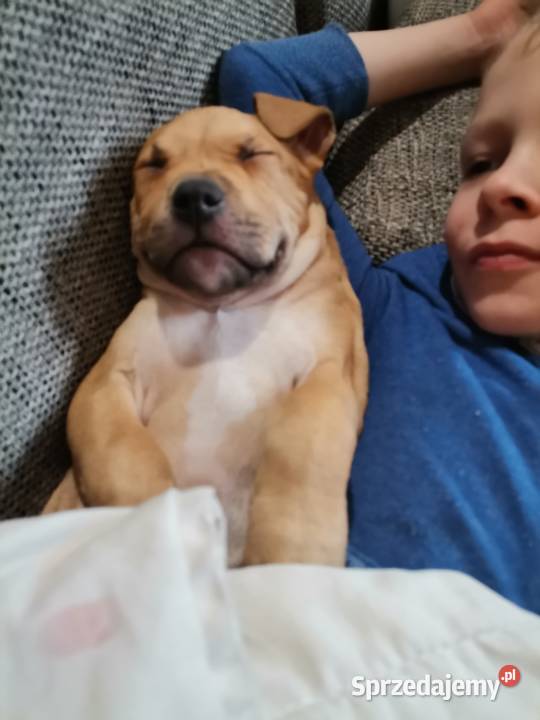 Szczeniak amstaff 3 miesięczny Chorzów