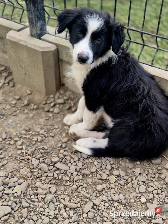 Border Collie Tarnów
