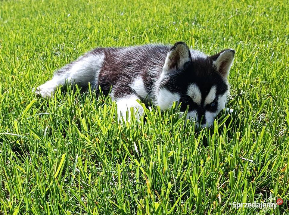 Szczeniaczki Siberian husky z elitarnym Krośniewice