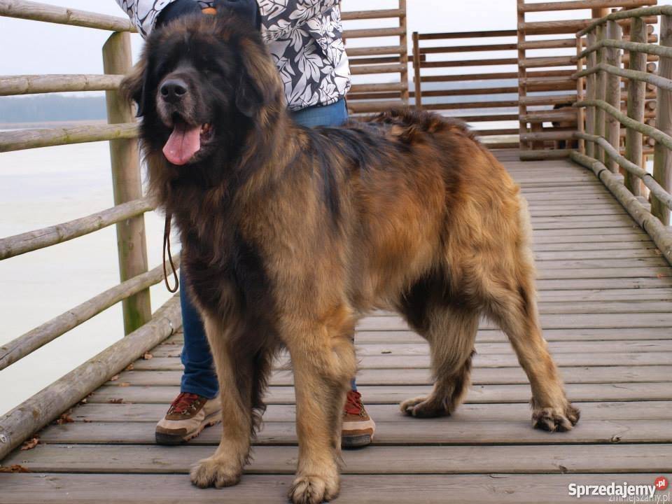 LEONBERGER SZCZENIĘTA śląskie Niegowonice sprzedam