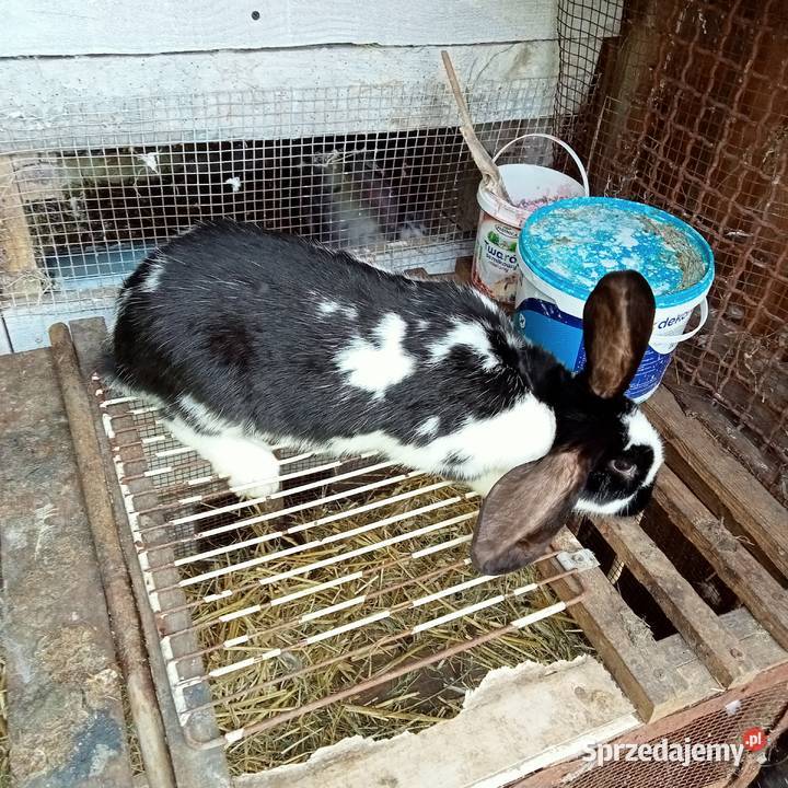 Sprzedam młode kotne samice Trzepnica