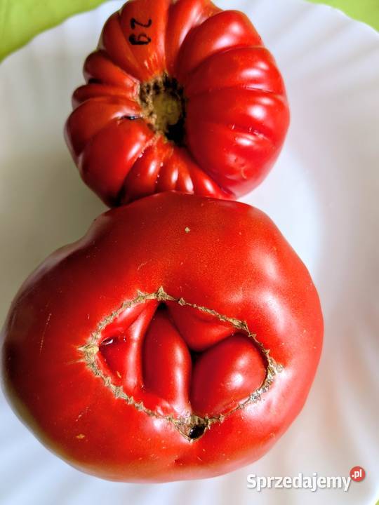 Big Zac pomidor Rekord świata Gigant nasiona Kraków