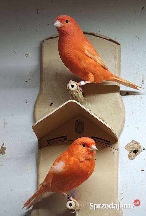 Kanarek kanarki samce czerwone Kępno