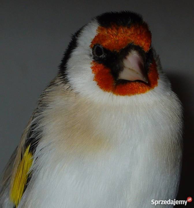 Samce Szczygieł major mutacja Agat