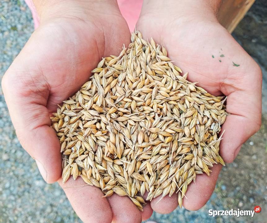 Zboże kukurydza peluszka owies pszenica Zboża Kwietniki sprzedam