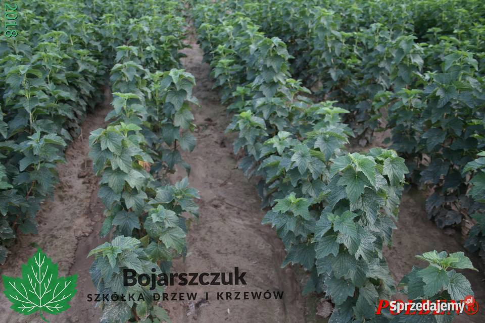 Sadzonki porzeczki czarnej POLARES licencja Pozostałe Stary Pożóg