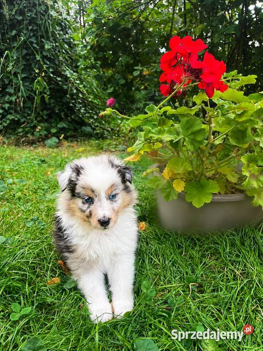 owczarek szetlandzki sheltie piesek blue merle Rudzica
