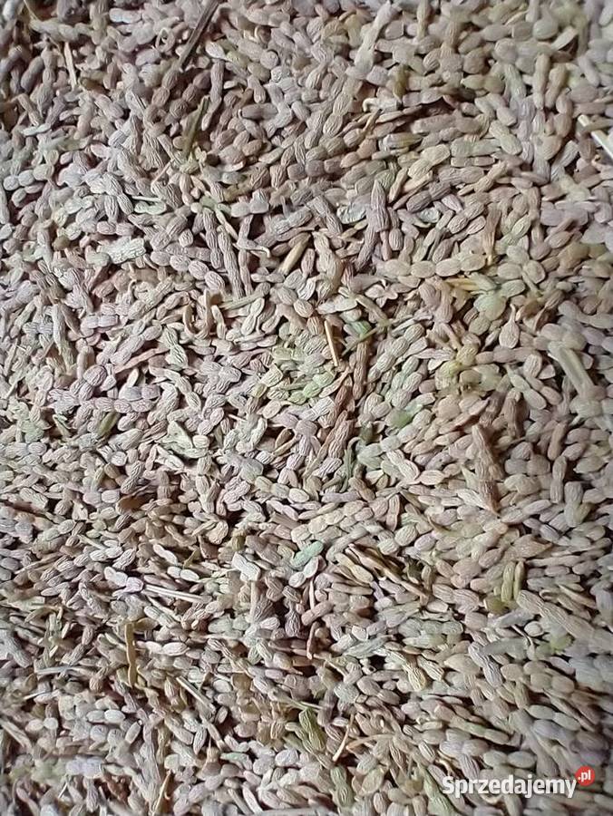 Saladera seladera seradela saradela Lututów sprzedam