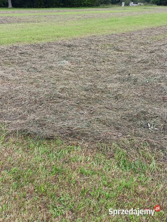 Siano świeże Kasina Wielka sprzedam
