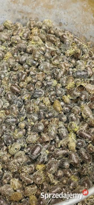 Pszczoły murarki 400 sprzedam