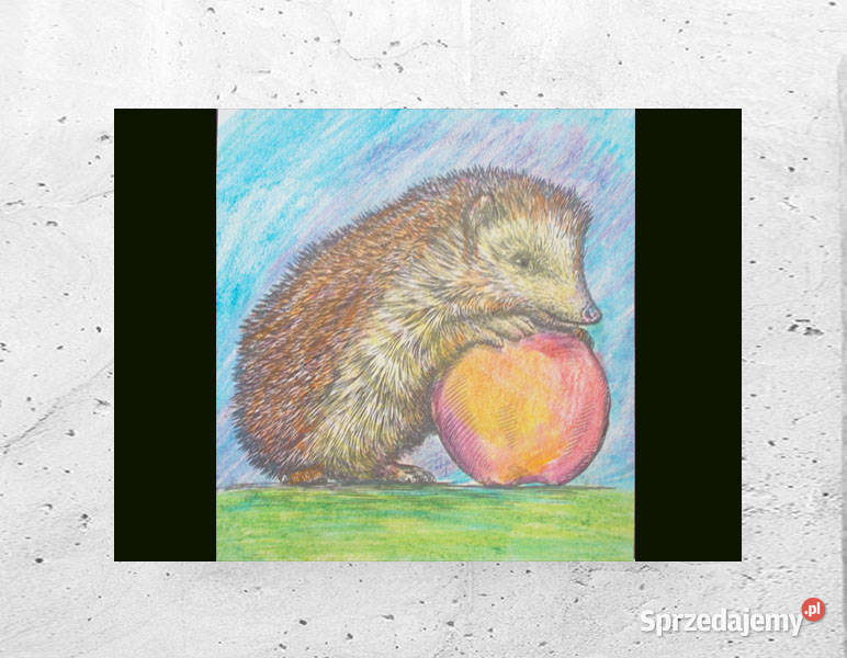 jeż obrazek A4 zwierzęta plakat 21x30 retro Olsztyn