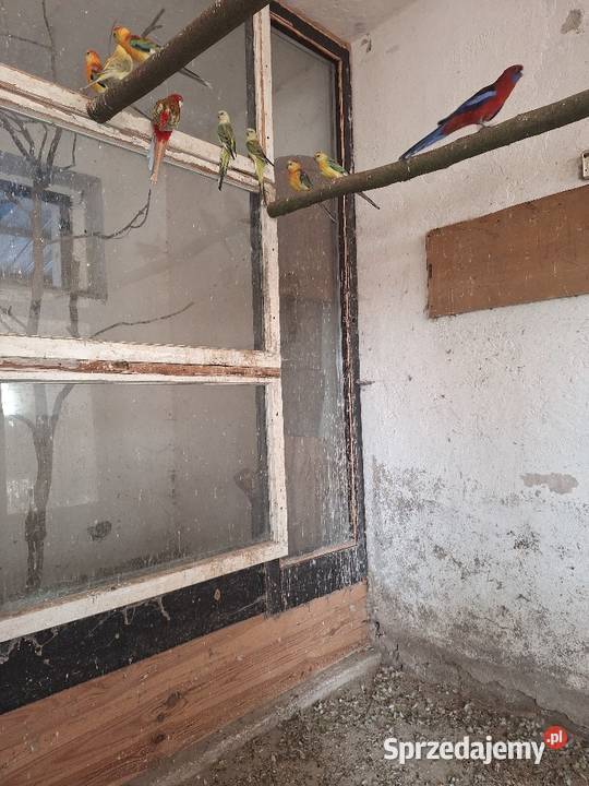 Sprzedam papugi świergotki Zwierzęta Mechlin sprzedam