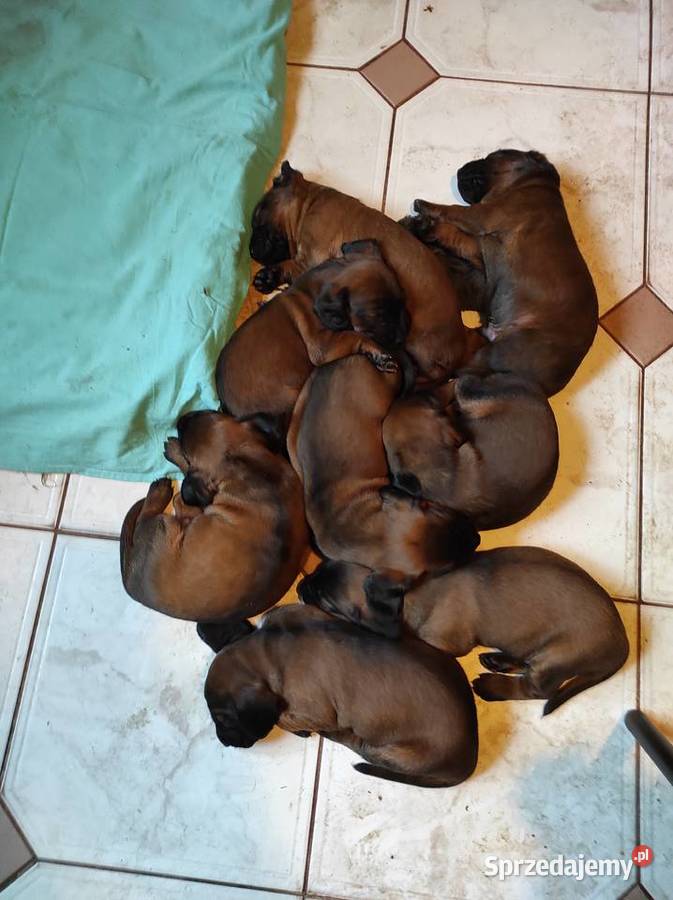 Posokowce bawarskieszczenięta rodowodowe FCI