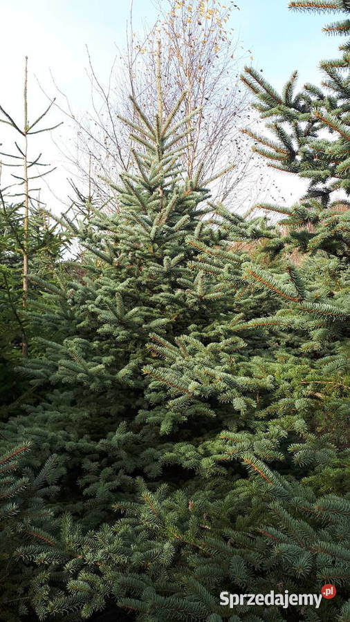 Choinka świerk srebrny 4m sprzedam
