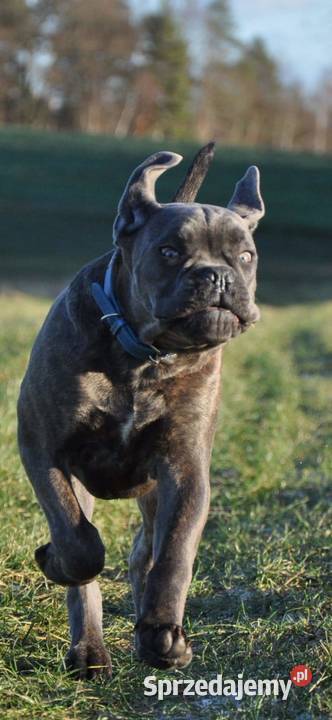 Cane coso szczenie Bolesławiec