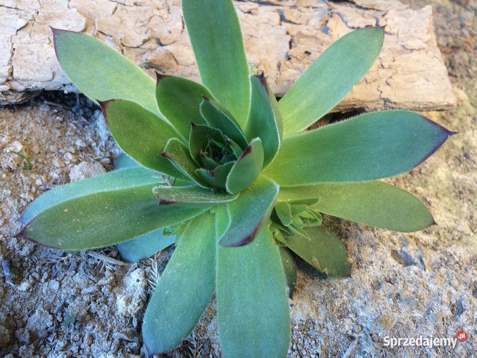 Rojnik murowy zdrowa cera