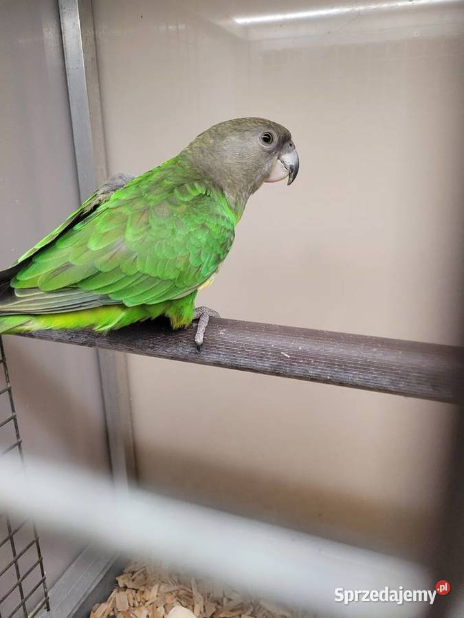 Afrykanka brunatnogłowa Kościan