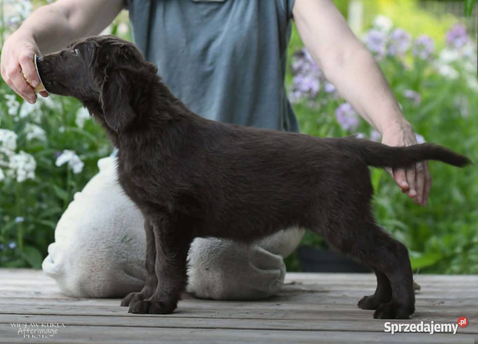FlatCoated Retriever czekoladowe suczki ZKwP FCI