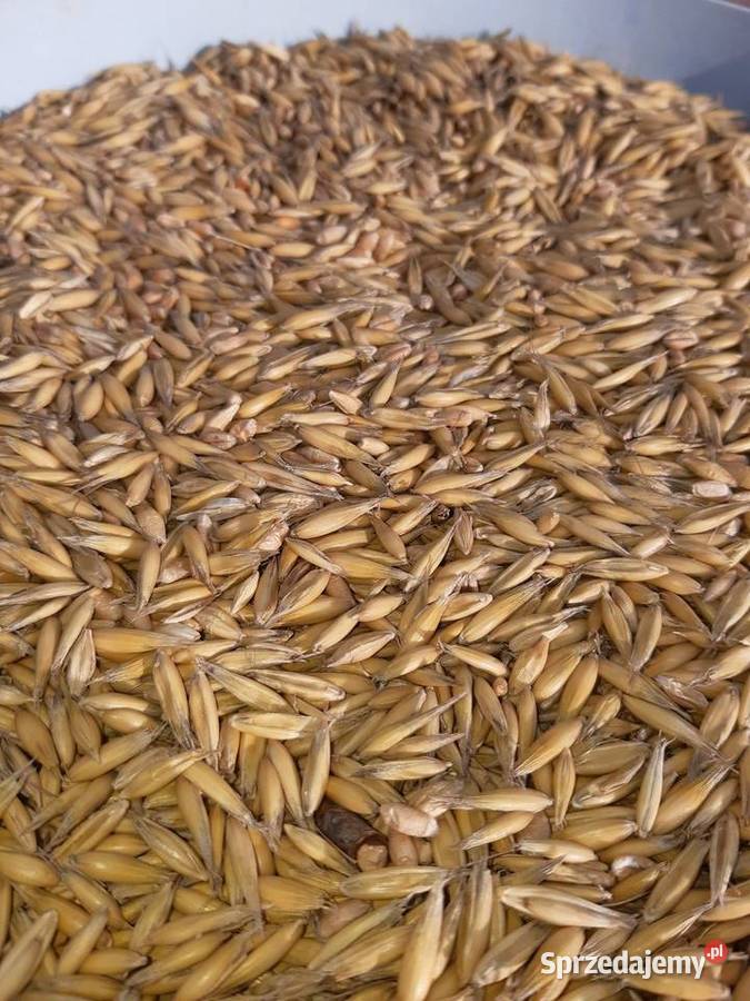 Mieszanka zbożowa Owies Pszenica Bratoszewice