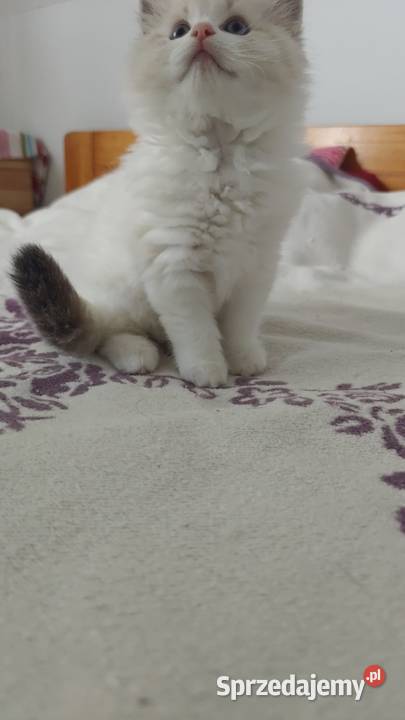 Cudowne kociaki Ragdoll FPL prawdziwy rodowód