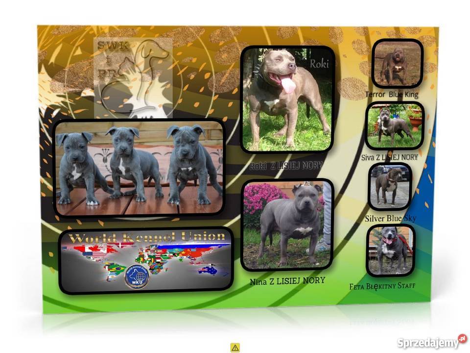 American Staffordshire Terrier opolskie Brzeg sprzedam