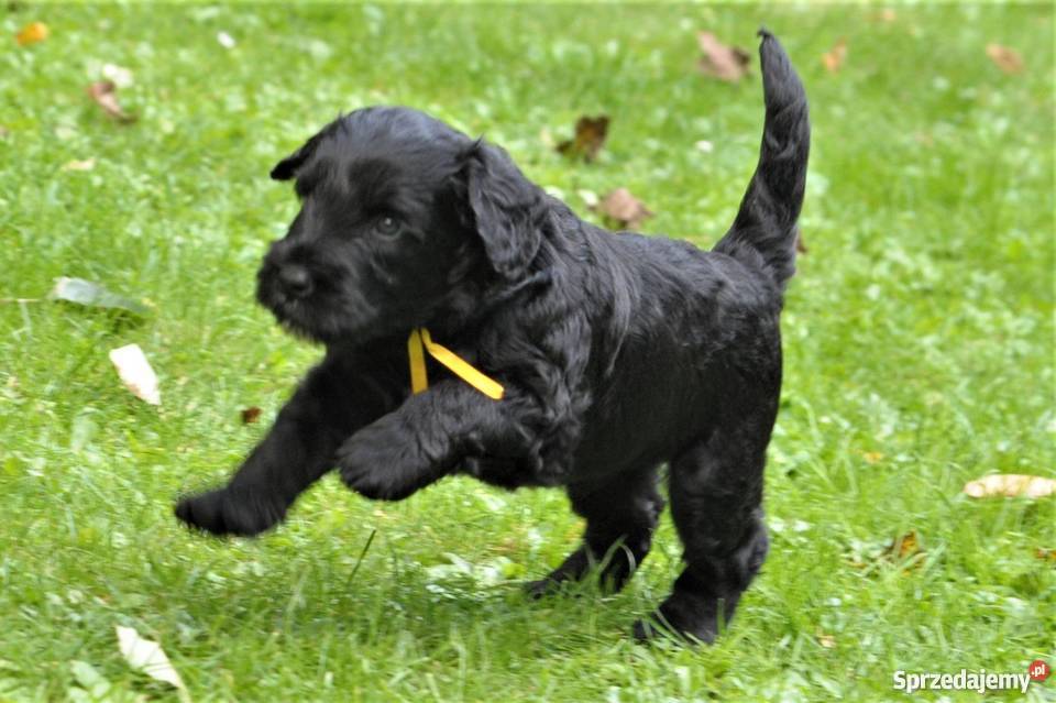 Czarny Terier szczeniaki ZKWPFCI Szczecin