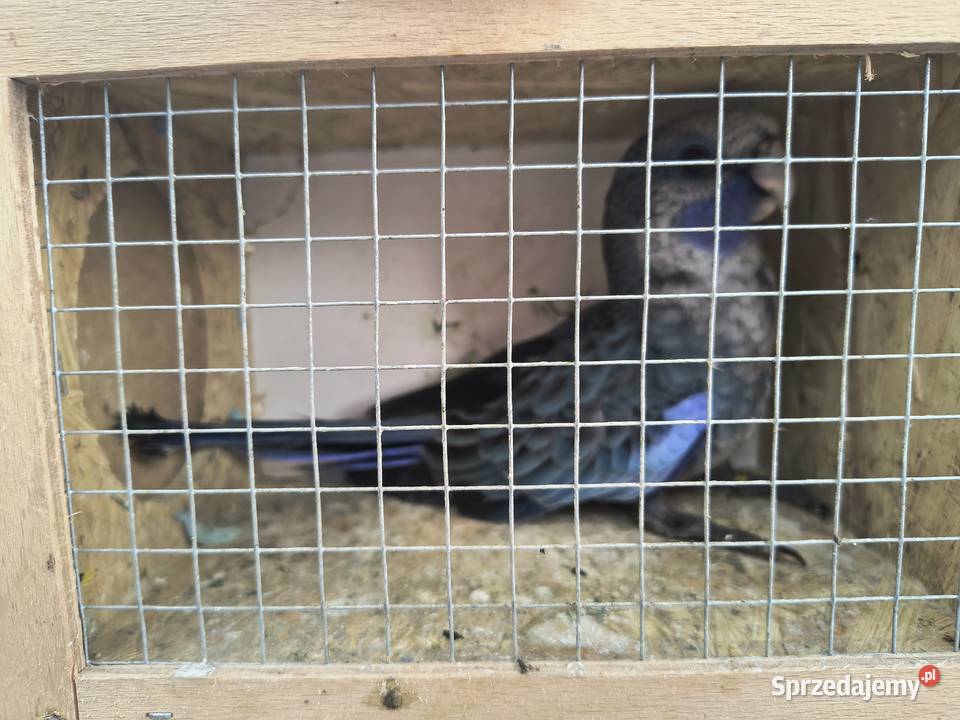 Rozelle królewksie Jaworowa