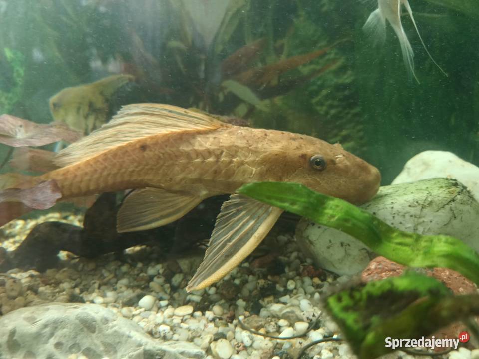 Glonojad zbrojnik złocisty Ryby Rybno sprzedam