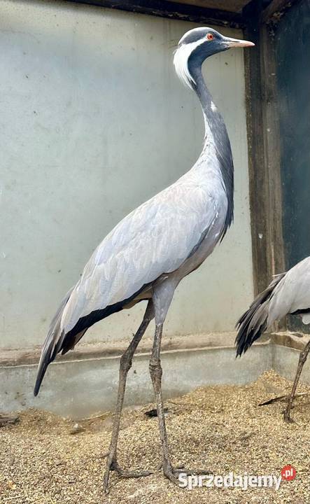 Żuraw stepowy grus virgo samiec samica para Olsztyn