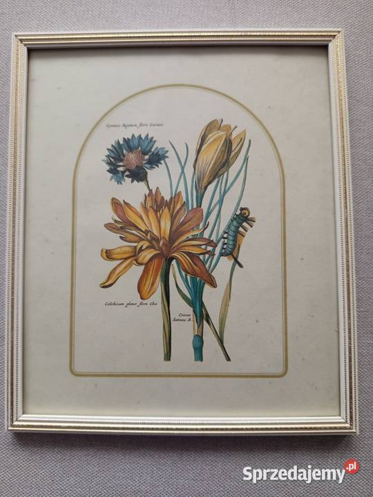 Stylowe 2 obrazki botaniczne przedstawiające Warszawa