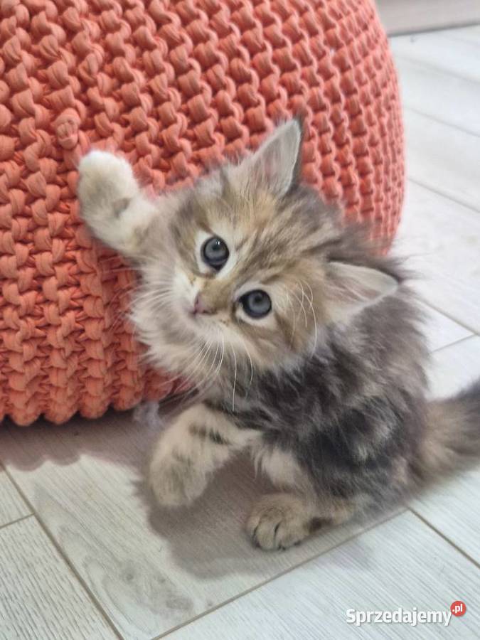 Syberyjska kotka OLIWKA rodowód FIFE FPL Stary Broniszew