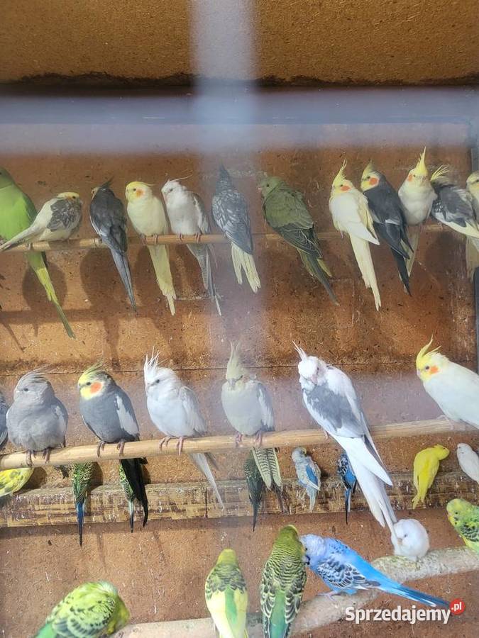 Papugi nimfy młodziutkie