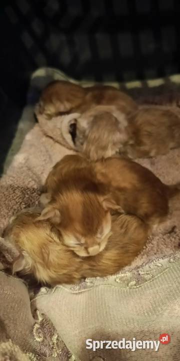 zapowiedź miotu Maine Coon Starogard Gdański