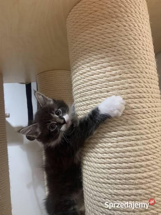 Maine Coon Kocur Czarno Biały Wybitne sprzedam