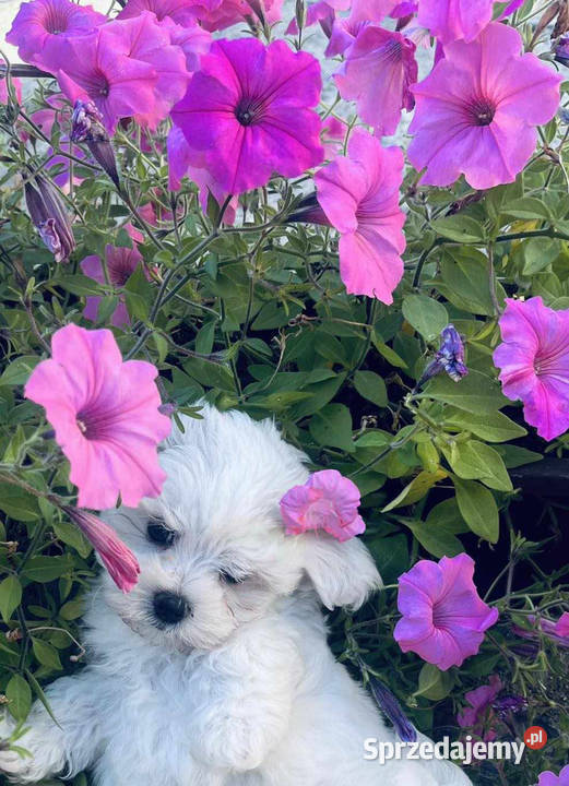 Bichon Frise szczeniak Pozostałe Rzeszów